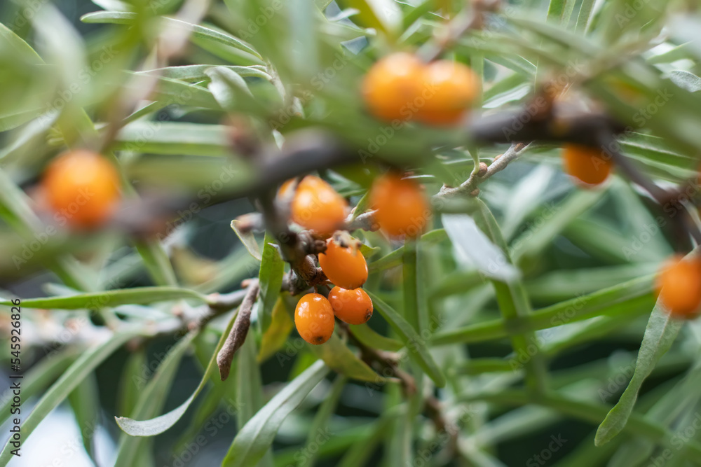 Bunches of ripe fresh sea buckthorn in the garden on a sunny day. Close-up, selective focus,
