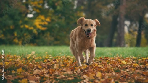 Golden rertriever dog running in autumn park. Dog have a fun and playing with stick outdoors.