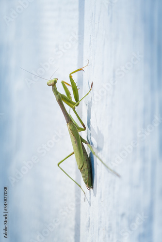 A Single Praying Mantis Climbing a White Wall in the Sunshine