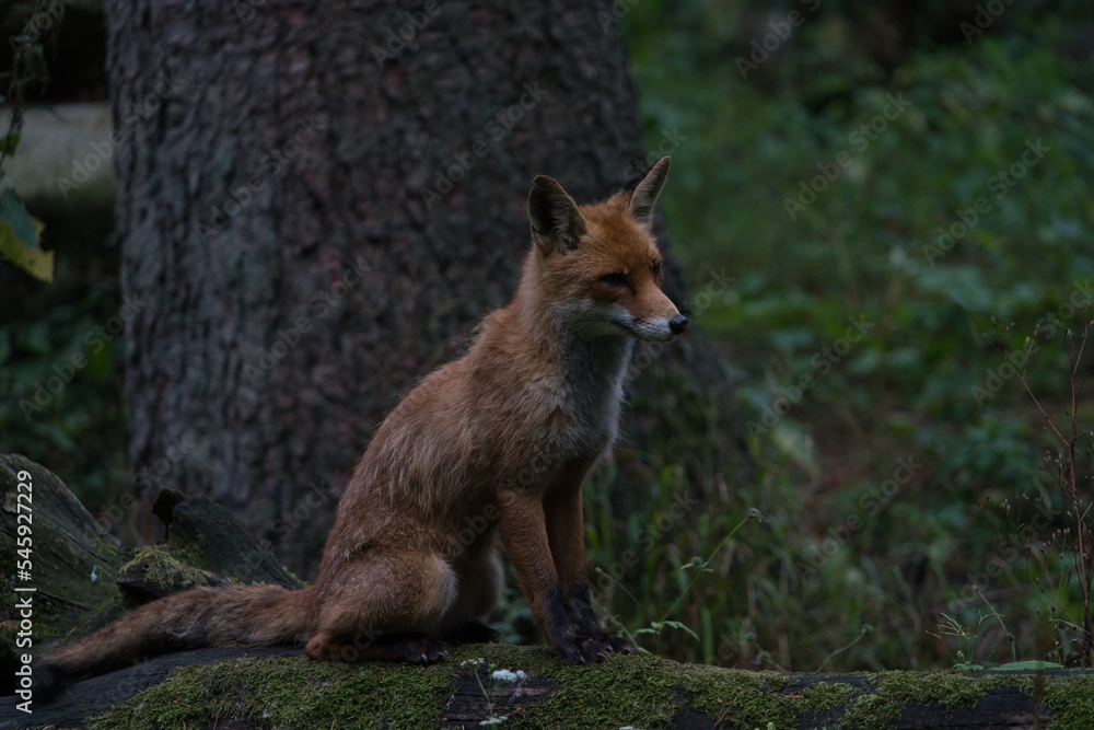 Naklejka premium Der Fuchs