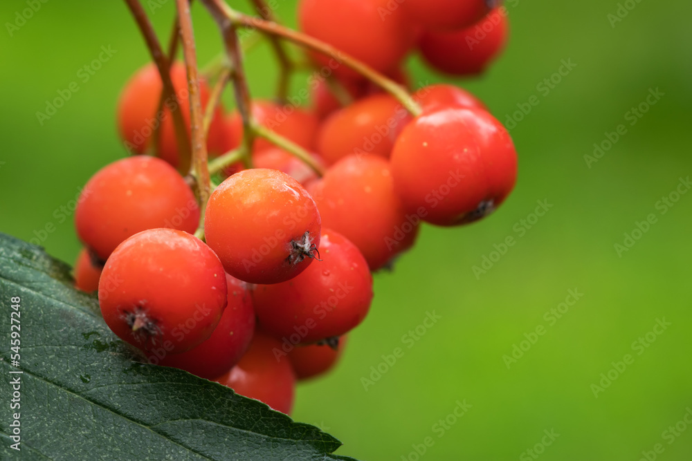 A bunch of red rowan close up. Autumn bright red rowan berries with leaves