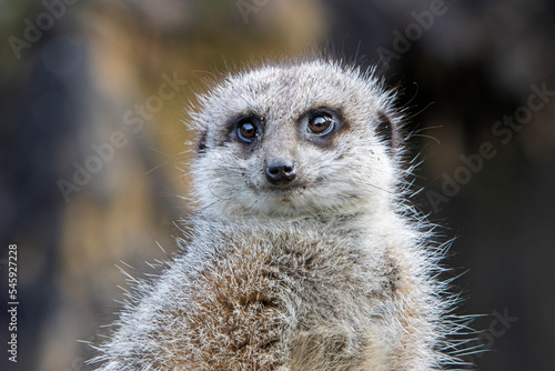 Portrait of Meerkat (Suricata suricate) in Exmoor Zoo staring to the middle distance.