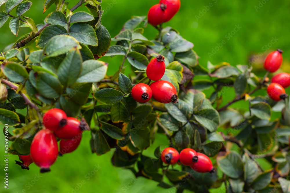 red berries on a branch