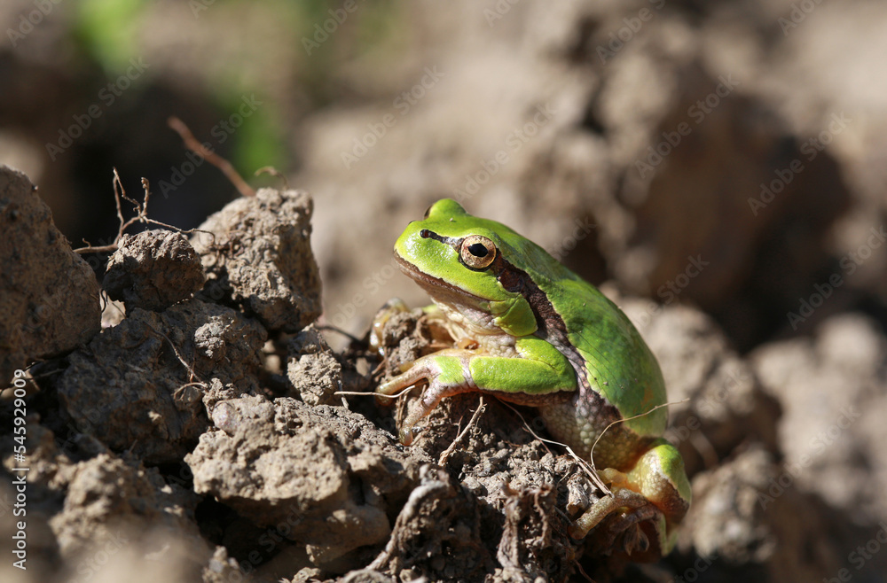 Close-up of a green frog in nature Close-up of a green frog in nature