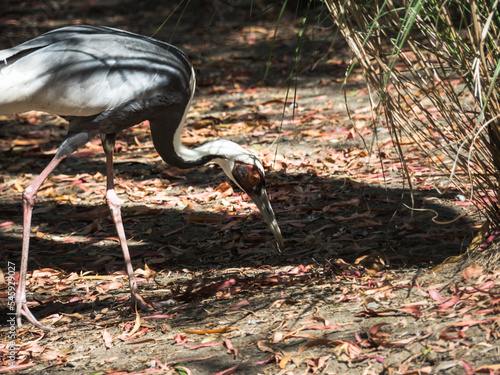 White-naped crane pecks food on the ground against the background of autumn foliage. Crane one. Listed in the Red Book.