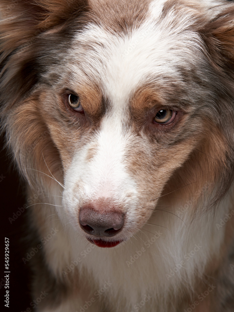Funny expression dog. border collie on a brown background, head shot