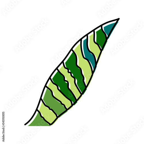 sansevieria leaf tropical color icon vector illustration