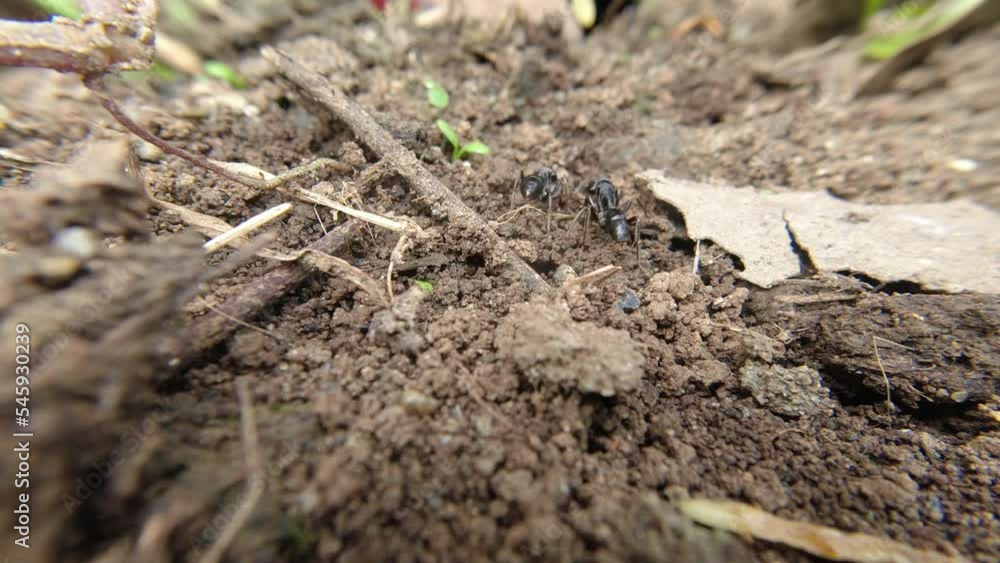 Black Ant carries the breadcrumbs to its nest in the ground