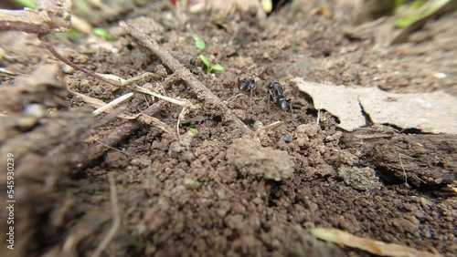 Wallpaper Mural Black Ant carries the breadcrumbs to its nest in the ground Torontodigital.ca