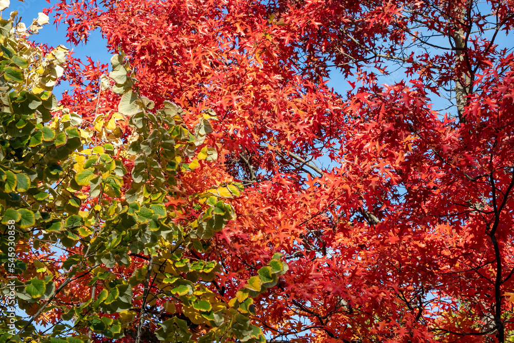 autumn colored fall tree leaves