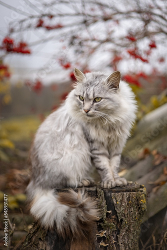Photo of a beautiful fluffy gray cat in the autumn garden. © Елена Косинова