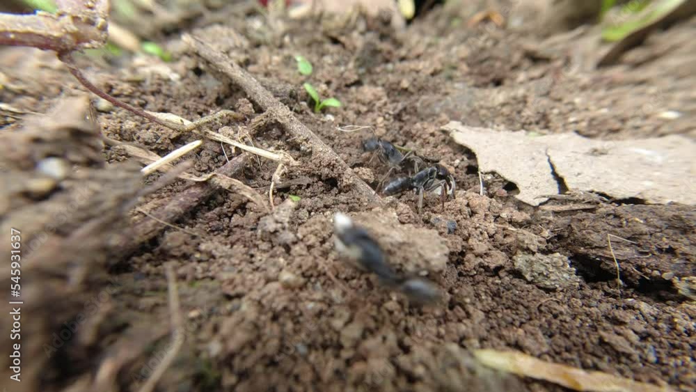 Black Ant carries the breadcrumbs to its nest in the ground Black Ant carries the breadcrumbs to its nest in the ground