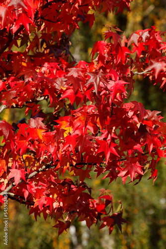 Ahorn (Acer ), buntes Herbstlaub an einem Baum, Deutschland