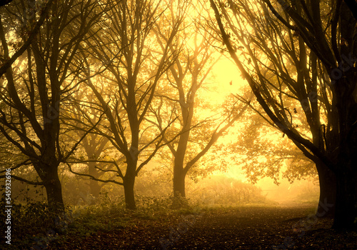 Golden foggy morning in England during autumn, dark tree trunks and warm sun rays, misty 