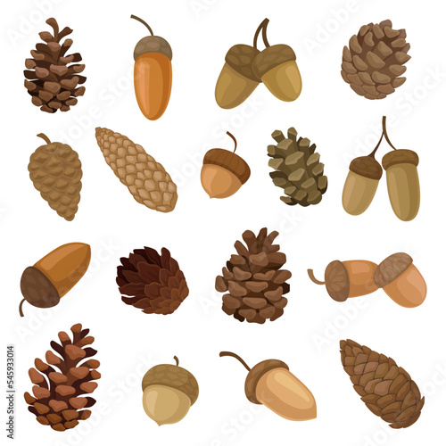 Acorns and Fir or Pine Brown Cones Big Vector Set