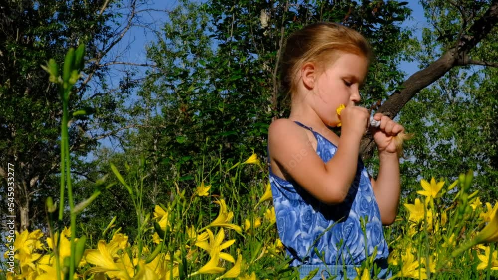 Cute toddler girl walking and investigate details of nature . Summer time outdoor kids activity and vacations. Meadow beautiful yellow flowers daylilies. Blooming Hemerocallis lilioasphodelus. Cute toddler girl walking and investigate details of nature . Summer time outdoor kids activity and vacations. Meadow beautiful yellow flowers daylilies. Blooming Hemerocallis lilioasphodelus.
