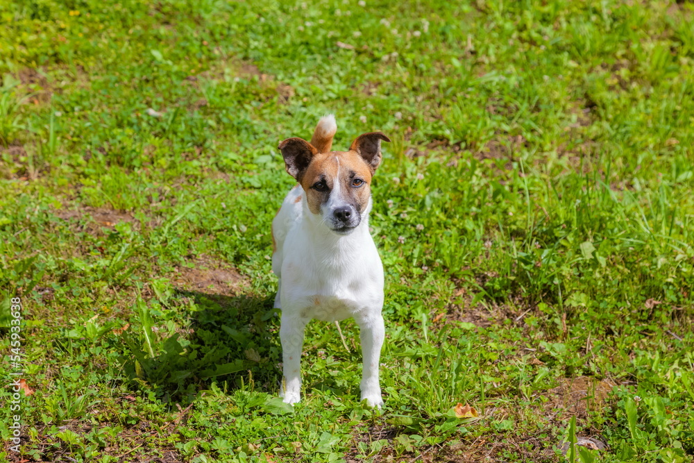 A red-and-white dog on the background of grass in the city in summer
