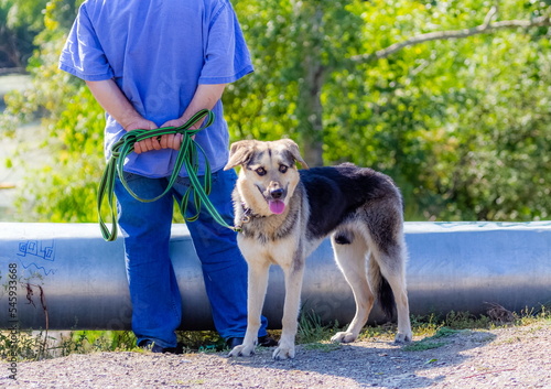 A dog on a man's leash against the background of a pipeline and trees in summer