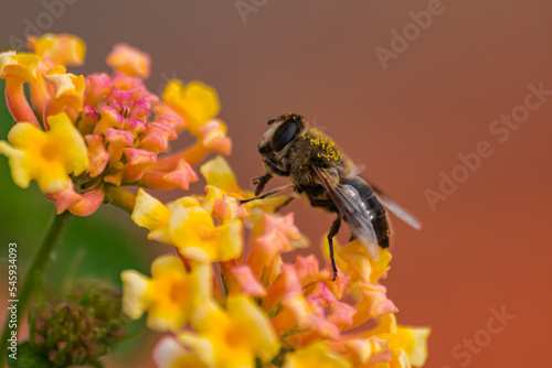 Cuadro en lienzo European honey bee (apis mellifera), pollinating lantana flower