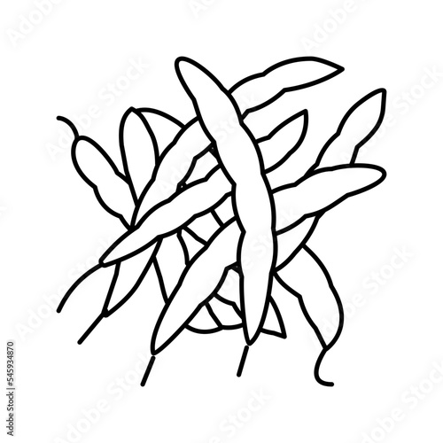 green bean natural line icon vector illustration