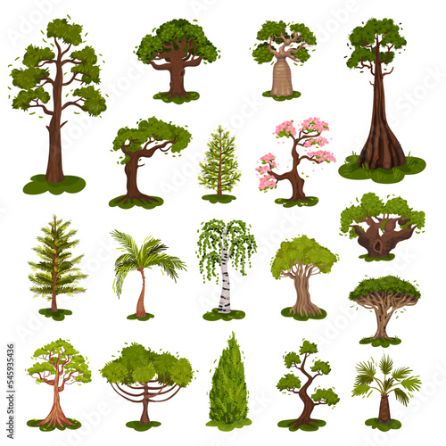 Green Deciduous and Evergreen Trees with Exuberant Tree Crown Big Vector Set