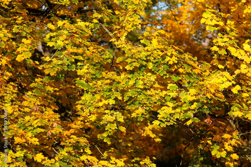 Ahorn (Acer ), buntes Herbstlaub an einem Baum, Deutschland Ahorn (Acer ), buntes Herbstlaub an einem Baum, Deutschland