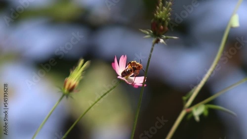 Campsomeris annulata, scoliid wasp, Campsomerini, Yellow Jacket Wasp, Yellow Wasp perched on Flower photo