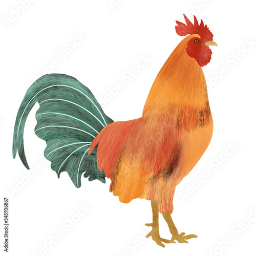 Billede på lærred chicken illustration with hand drawn