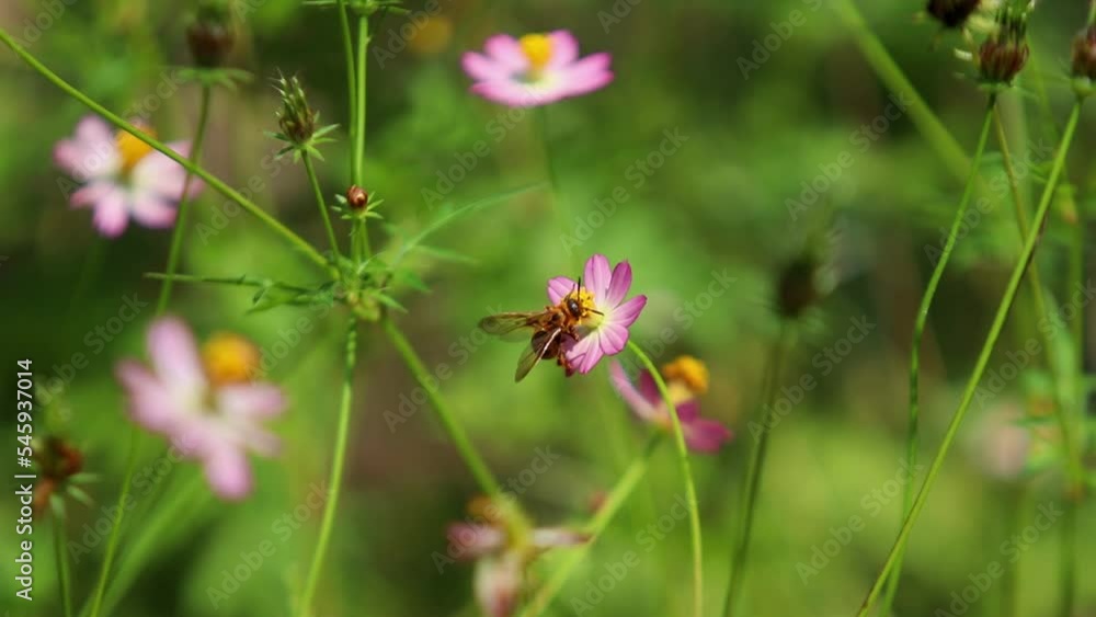 Campsomeris annulata, scoliid wasp, Campsomerini, Yellow Jacket Wasp, Yellow Wasp perched on Flower Campsomeris annulata, scoliid wasp, Campsomerini, Yellow Jacket Wasp, Yellow Wasp perched on Flower