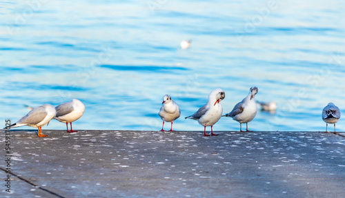 group of Chroicocephalus ridibundus (binomial name) or Black-headed gull Adult winter plumage
