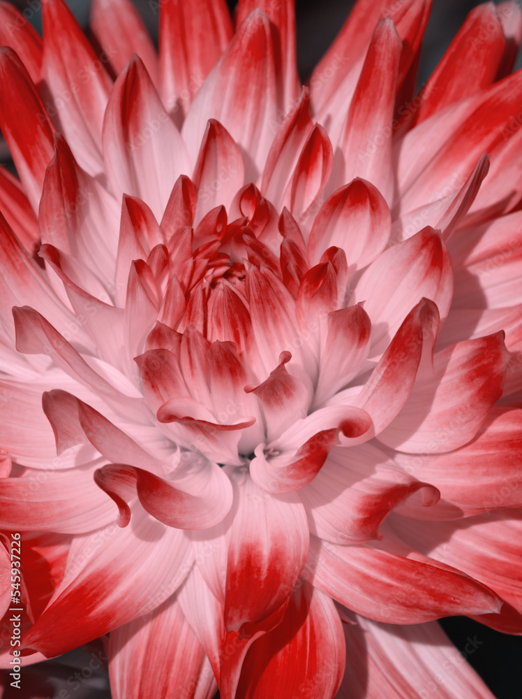 Macro of vibrant pink dahlia flower. Beautiful pink daisy flower with pink petals.  Chrysanthemum with vibrant petals. Floral closeup. Pink aesthetic. Floral pattern. Autumn garden. Romance card, love