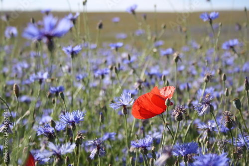 Blumenwiese Kornblumen Mohn