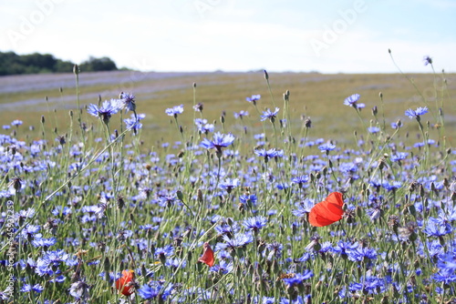 Blumenwiese Kornblumen Mohn