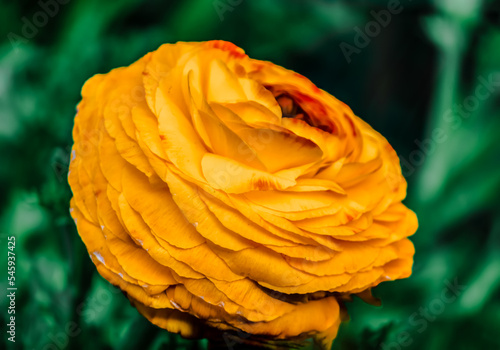 yellow Ranunculus asiaticus(binomial name), the Persian buttercup