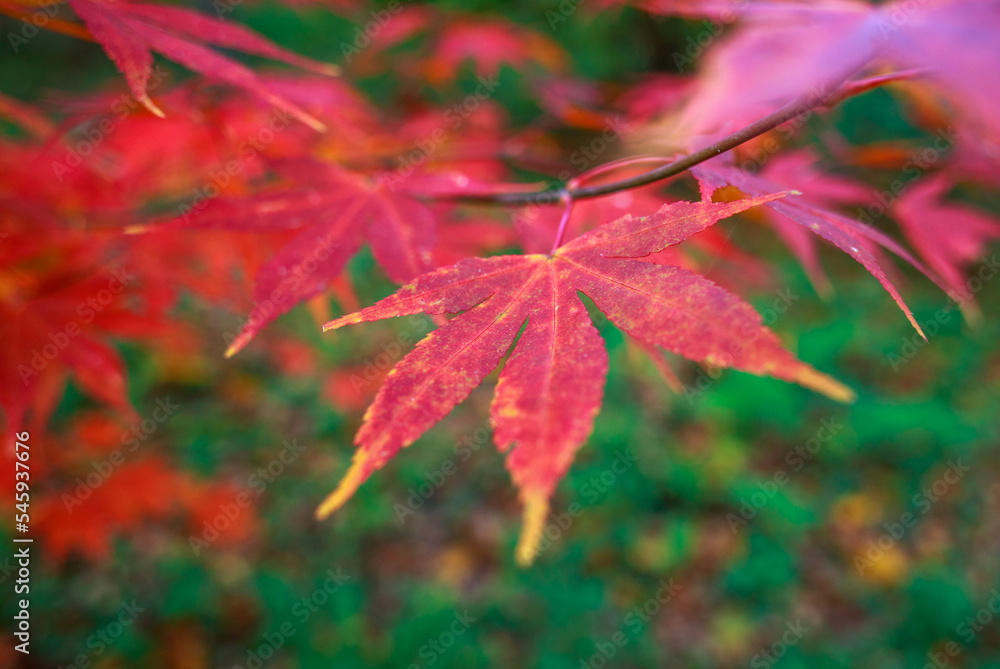 Colorful leaves of autumn trees in botanical garden, beauty nature background Colorful leaves of autumn trees in botanical garden, beauty nature background