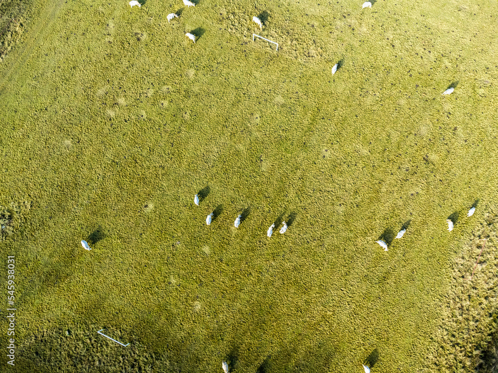 Aerial view. Rural landscape in a village in Poland, aerial view of white milk cows in a meadow.