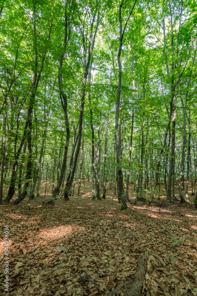 Beautiful forest landscape from Fusea in Friuli Venezia Giulia, Italy