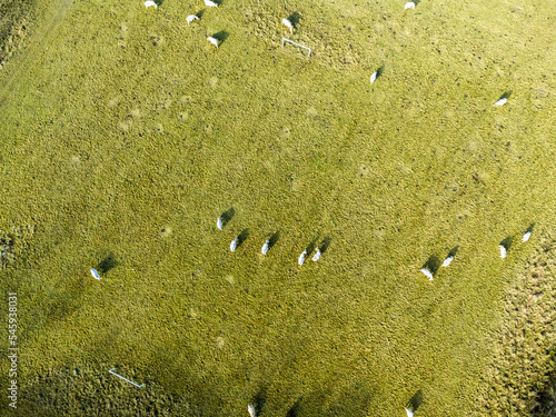 Aerial view. Rural landscape in a village in Poland, aerial view of white milk cows in a meadow. 