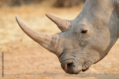 white rhinoceros © Marc