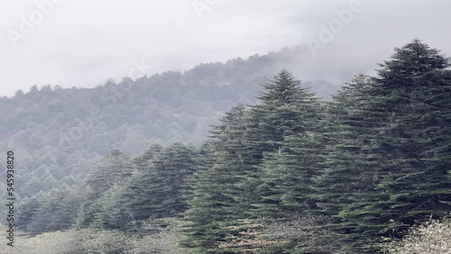 Foggy forest (ID: 545938820)