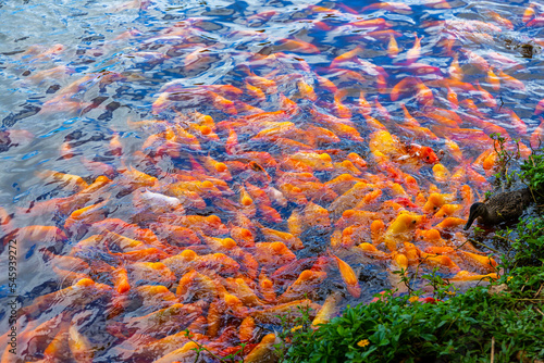 huge number of red fish in the lake at Ho'omaluhia Botanical Garden on the hawaiian island of oahu, near honolulu, hawaiian wildlife