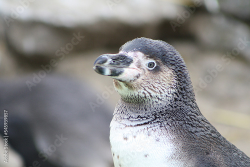 Pinguin