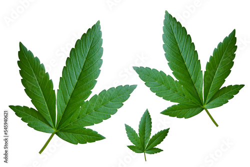 Cannabis leaves on a transparent background