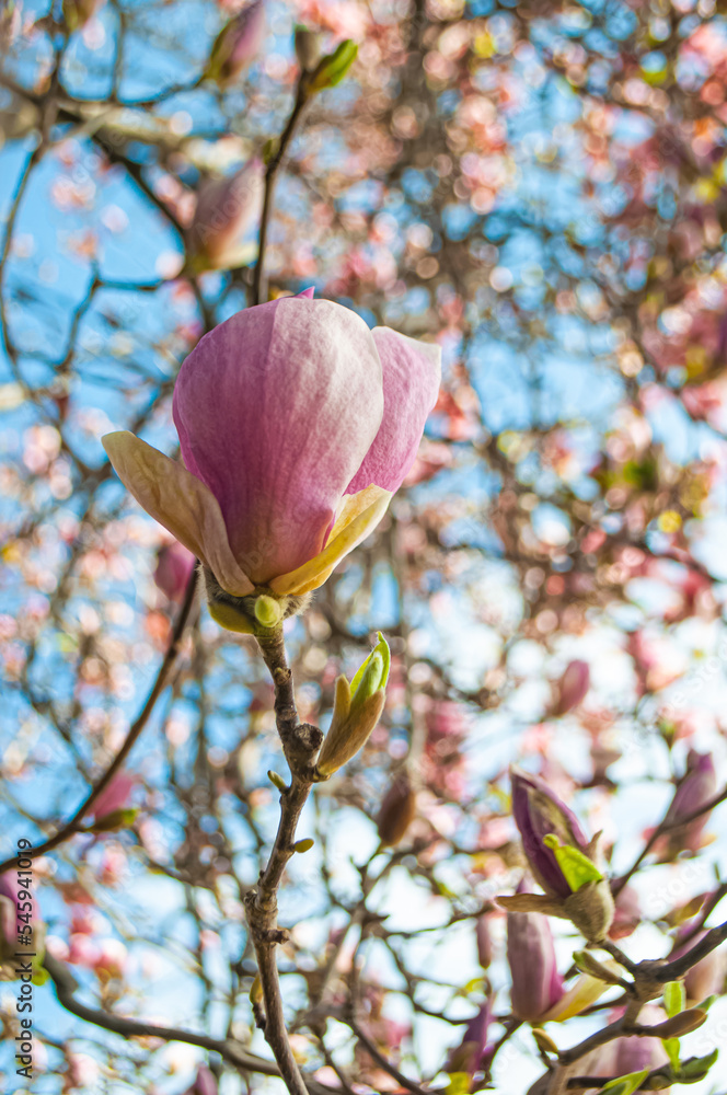 Blooming pink tulip magnolia flowers on a spring sunny day. Blooming pink tulip magnolia flowers on a spring sunny day.