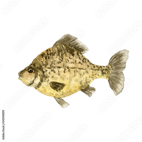 Watercolor illustration of single Crucian fish isolated on a white background.