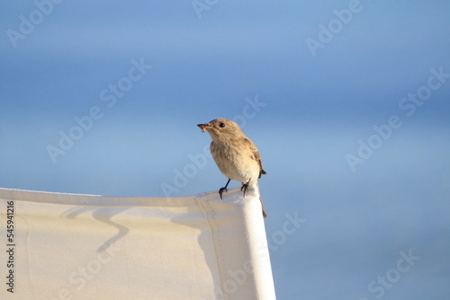 Vogel mit Insekt auf Stuhl