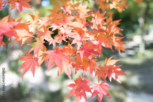 秋 グラデーションの紅葉の葉っぱ