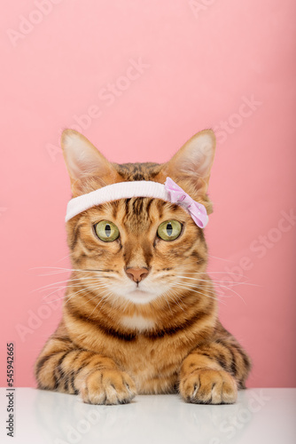 Fototapeta Naklejka Na Ścianę i Meble -  Adorable Bengal cat in a pink rim on the background.