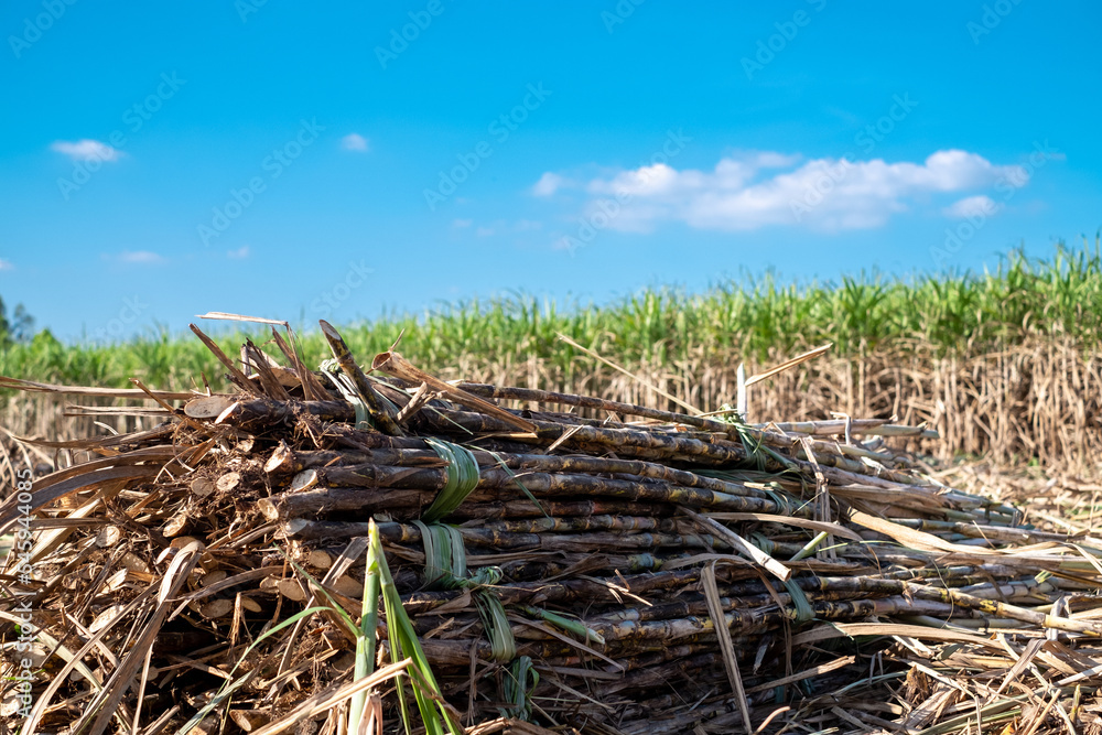 Fototapeta premium Sugarcane,sugar cane harvest in sugarcane fields in the winter season, has greenery and freshness. Shows the fertility of the soil