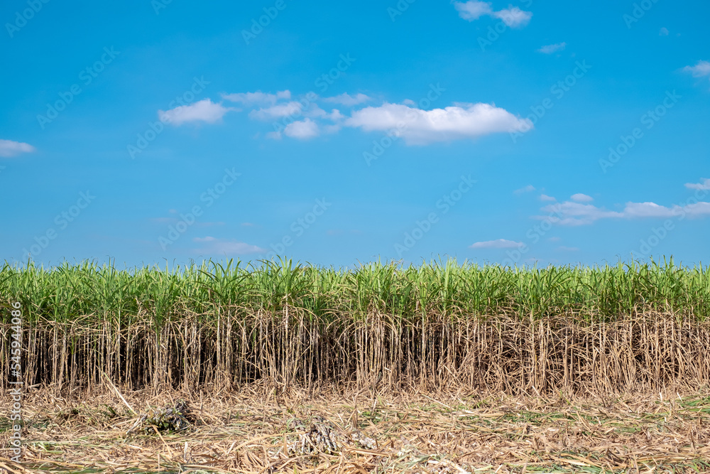 Sugarcane,sugar cane harvest in sugarcane fields in the winter season, has greenery and freshness. Shows the fertility of the soil Sugarcane,sugar cane harvest in sugarcane fields in the winter season, has greenery and freshness. Shows the fertility of the soil